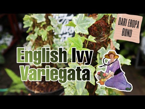 Video: Perawatan Ivy Variegated - Tips Menanam Tanaman Ivy Variegated yang Sehat