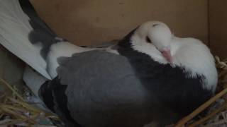 Aggressive pigeon with attitude