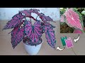 DIY Cara Membuat Keladi Wayang dari Plastik Kresek || How to Make Flower From Plastic Bag