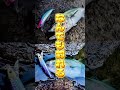 このアクションは釣れるわ