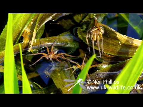 Fen Raft Spider at Suffolk Wildlife Trust Castle Marshes