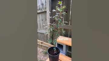 How to style a Japanese Maple Bonsai