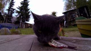 Hungry cat eats fast