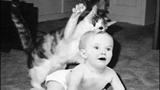 SAVAGE CAT - CAT ATTACKING BABIES FUNNY COMPILATION