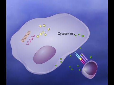 آلية قضاء الخلايا التائية السامة Ltc على الخلايا المصابة بالفيروس (بكالوريا) Cytotoxic T-cell