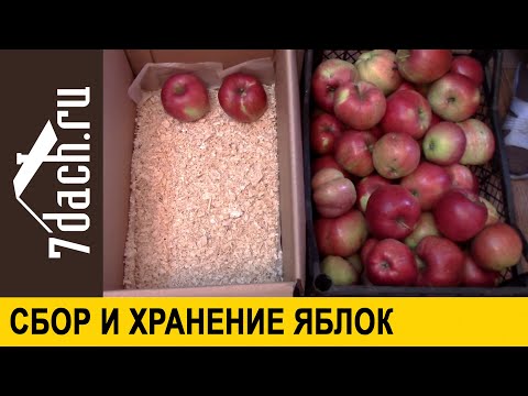 🍎 Как сохранить урожай. Собираем поздние яблоки. Способы закладки на хранение - 7 дач