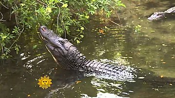 Do alligators get aggressive?