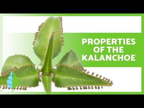 Video: Kalanchoe pinnate - description of the species, medicinal properties and use