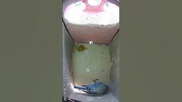 First Nesting Material! | Day 1 (2023-03-03) Season 2023