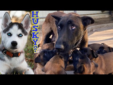 Video: Kui palju husky heidab?