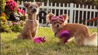 Beverly Hills Chihuahua 3 that is not spandex