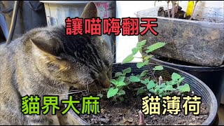 貓薄荷栽種Catnip Plant號稱貓界中的大麻 Meowijuana讓喵星人嗨翻天 Catnip High