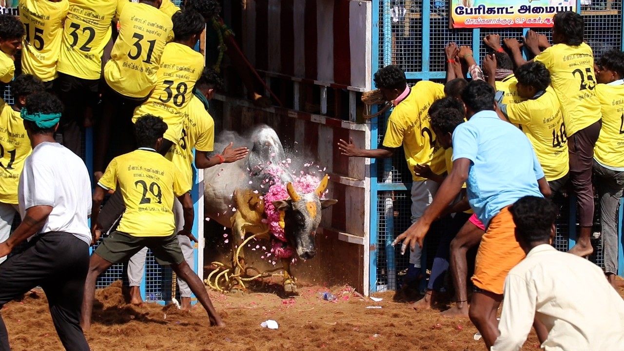 2026 அம்மன்குறிச்சி ஜல்லிக்கட்டு  Hilights, Ammankurichi Jallikkattu 2026, @trendingjallikattu360