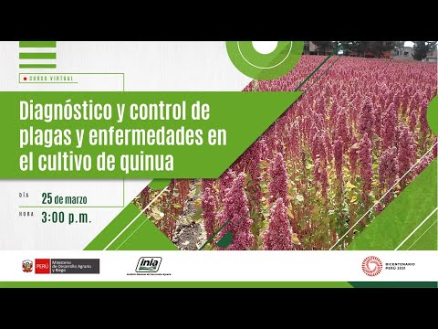 Vídeo: Control de la canya bacteriana - Gestió de plantes afectades per la canya