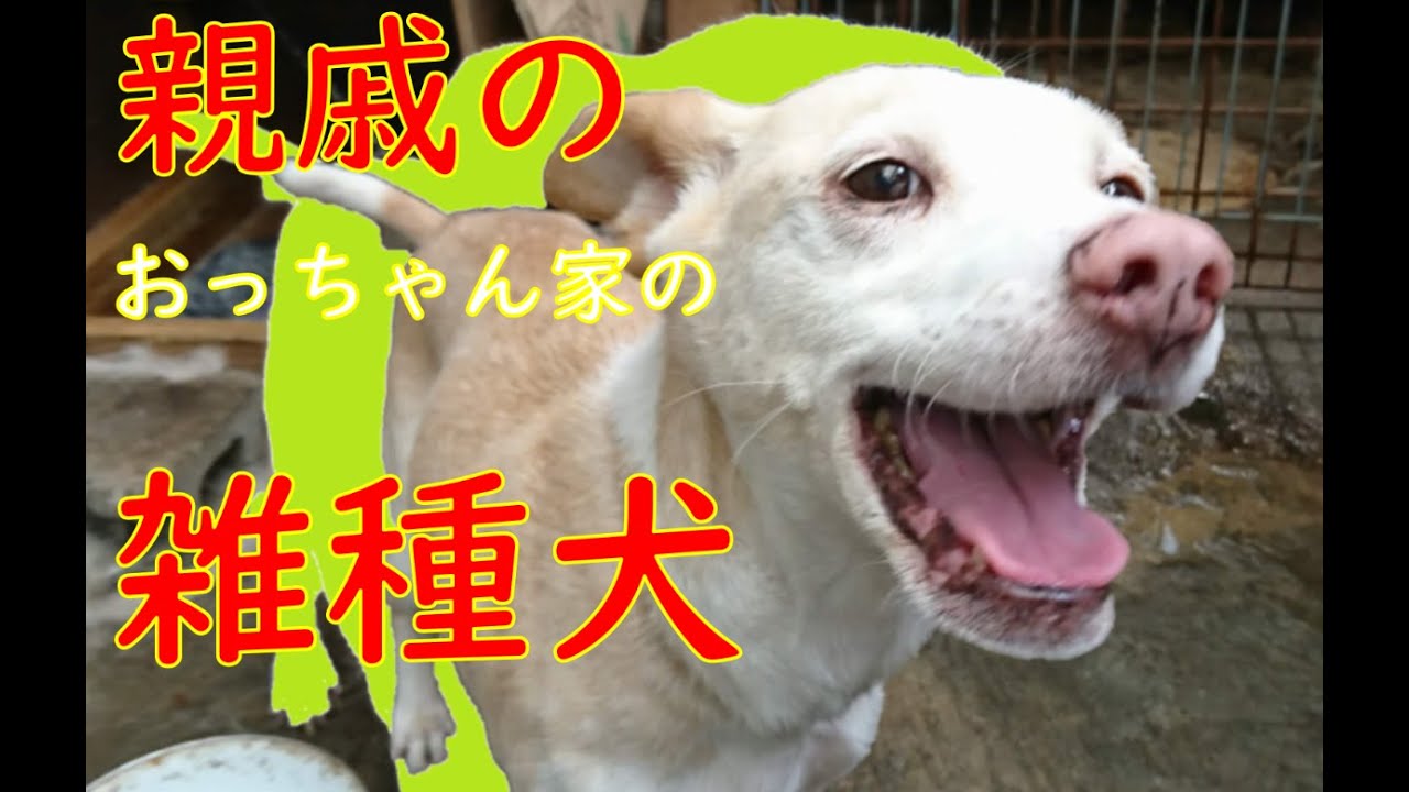 保護犬日記おまけ 親戚のおっちゃん家にいる雑種犬 ちび Youtube