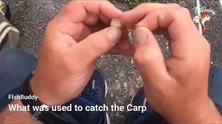 Crucian Carp Fishing Bait & Tips - FishBuddy