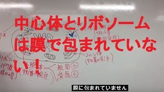 動物細胞【細胞①】　高校生物