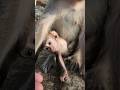 adorable lovely cutie baby monkey Eleanor Bean holding forever #shorts #shortvideo #cute