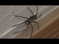 トイレに巨大クモ　Huge spider in the toilet