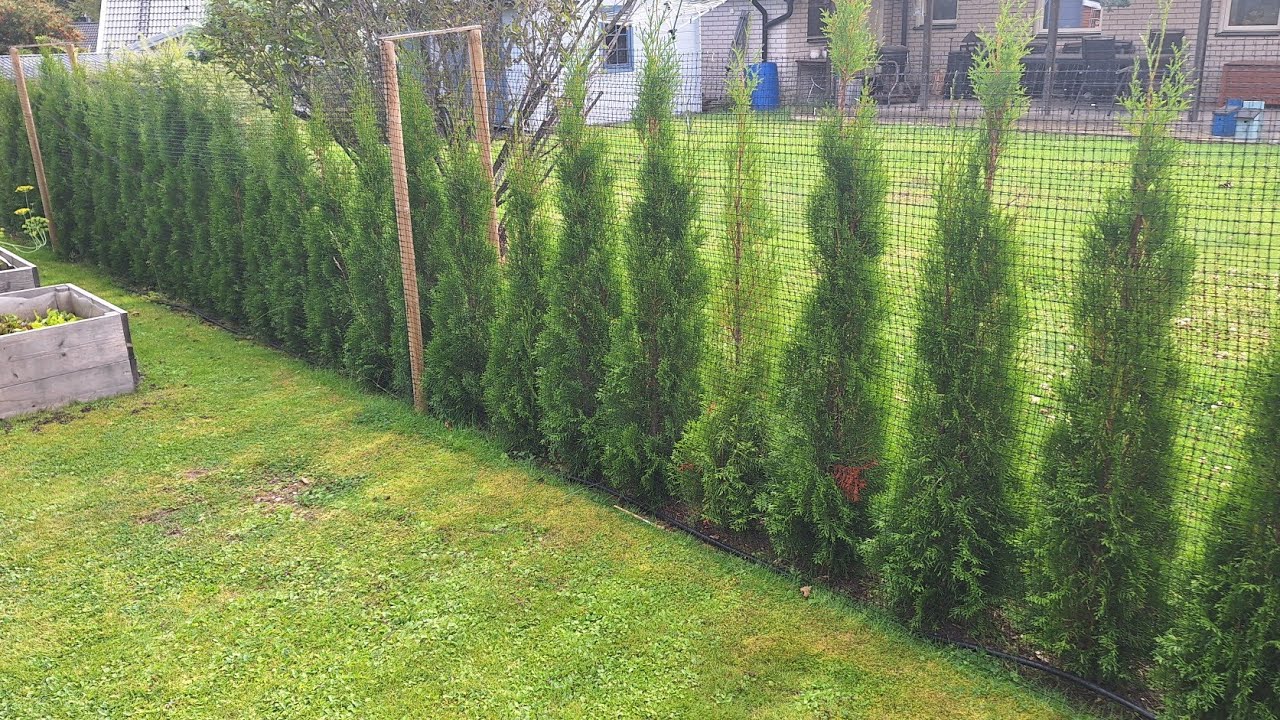Billigaste Thuja häcken - Hur ser den ut efter 3 år?