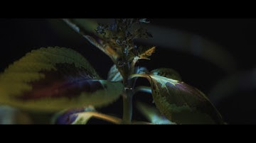 Gleemer - Gauze (Official Video)