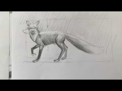 Wideo: Jak Narysować Lisa Ołówkiem