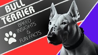 Bull Terrier | Breed Insights and Fun Facts