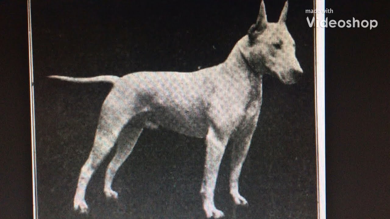 original english bull terrier