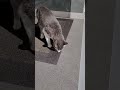 #cat #gatos #viral #viralshort #viralvideo #viralshorts #viralvideos #fyp