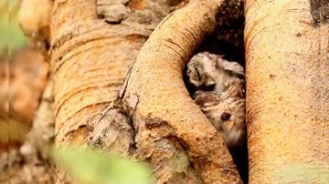 تلاوة ماتعة جدا للقارئ العملاق: يونس اسويلص سورة الزمر والنبأ