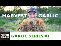 1000 Heads of Garlic... Now What??? - Garlic Part 3