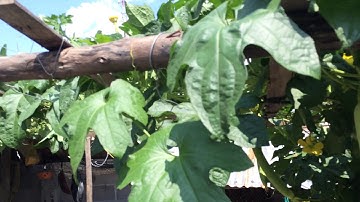 "Alan Walker - The Spectre - Launchpad Pro Collab w T4sh + Project File" Fan Video