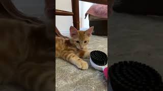 Acquaintance of kitten Peach with a comb