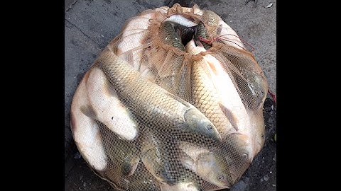 Fishing - Grass carp fishing -  Lục xa bờ Câu Trắm Cỏ -