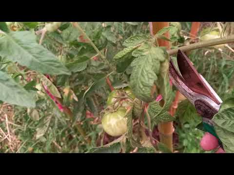 Video: Antracnosis De Tomate
