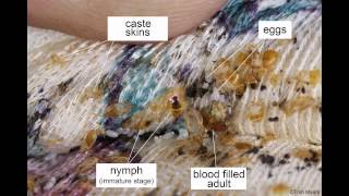 All About Bed Bugs with Professor 'Bugs' Bennett and Purdue University Department of Entomology All About Bed Bugs with Professor 'Bugs' Bennett and Purdue University Department of Entomology