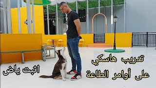 تدريب كلب هاسكي على أوامر الطاعة by Islam Fekry 842 views 2 months ago 7 minutes, 14 seconds