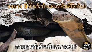 ลุยดิบ EP.61 จงอาง5ตัวเข้าบ้านหลังเดียวกัน!! แก้แค้นหรือเพราะอะไร?