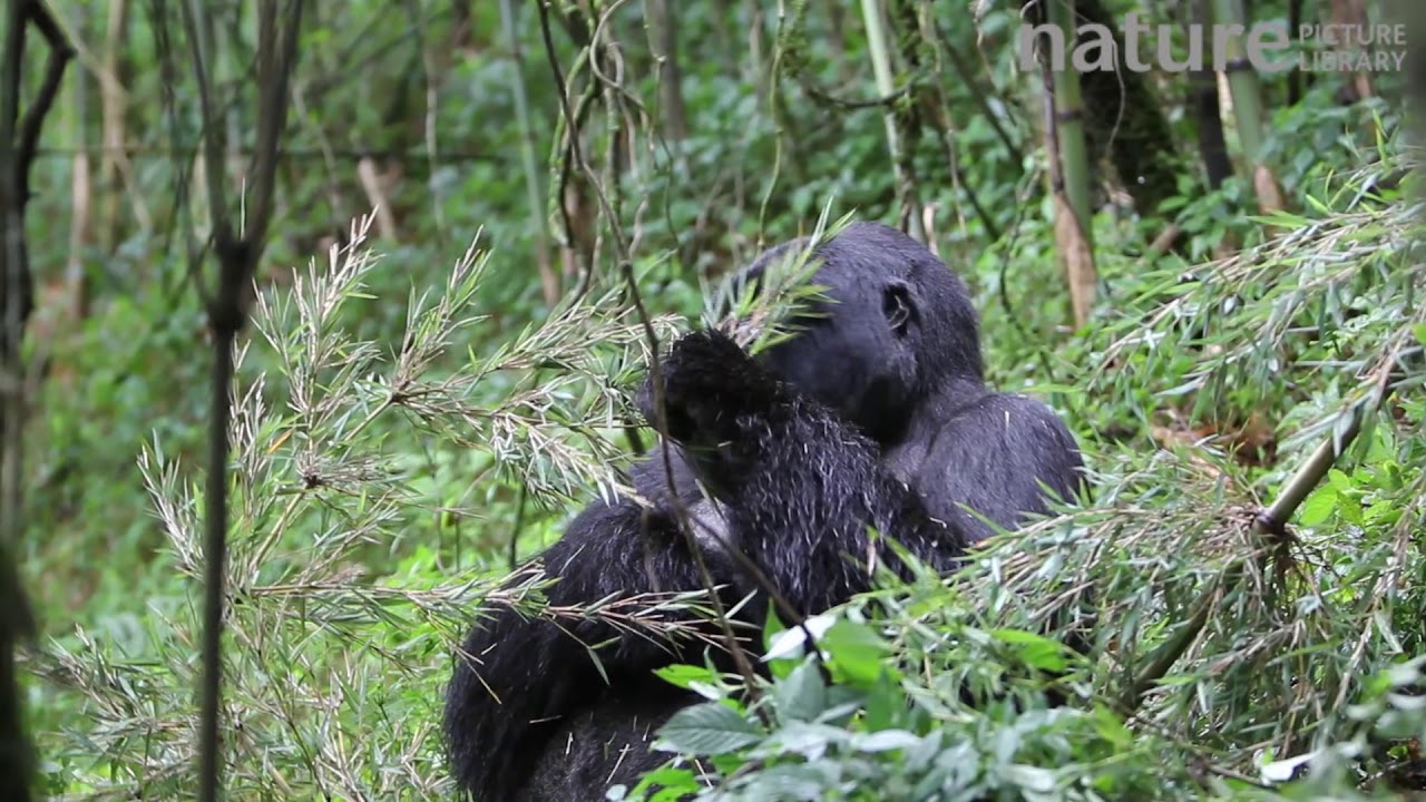footage of chernobyl Mountain gorilla feeding, part of the Agashya Gorilla Group, Volcanoes National Park, Rwanda.
