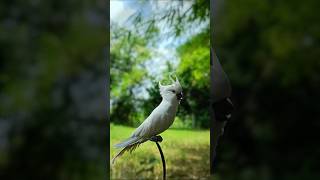 parrot bird mobile editing photo Tips and Trick with Phone using pro Mode // photography 🔥 screenshot 5