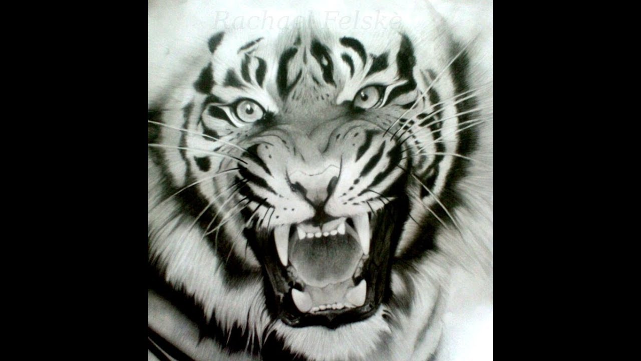 angry tiger face drawing