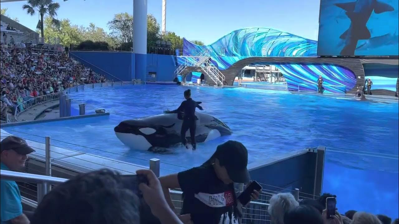 Orca encounter Orlando seaworld October 2022 - YouTube