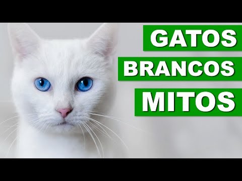 Vídeo: Por Que Dizem Que Os Gatos Brancos São Surdos