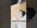 WAIT… MY CAT DID THIS?? #cat #smartcat #talkingcat #humanlikecat #catvideos #cutecat