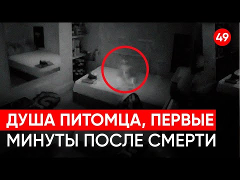 Видео: Загробная жизнь для животных?