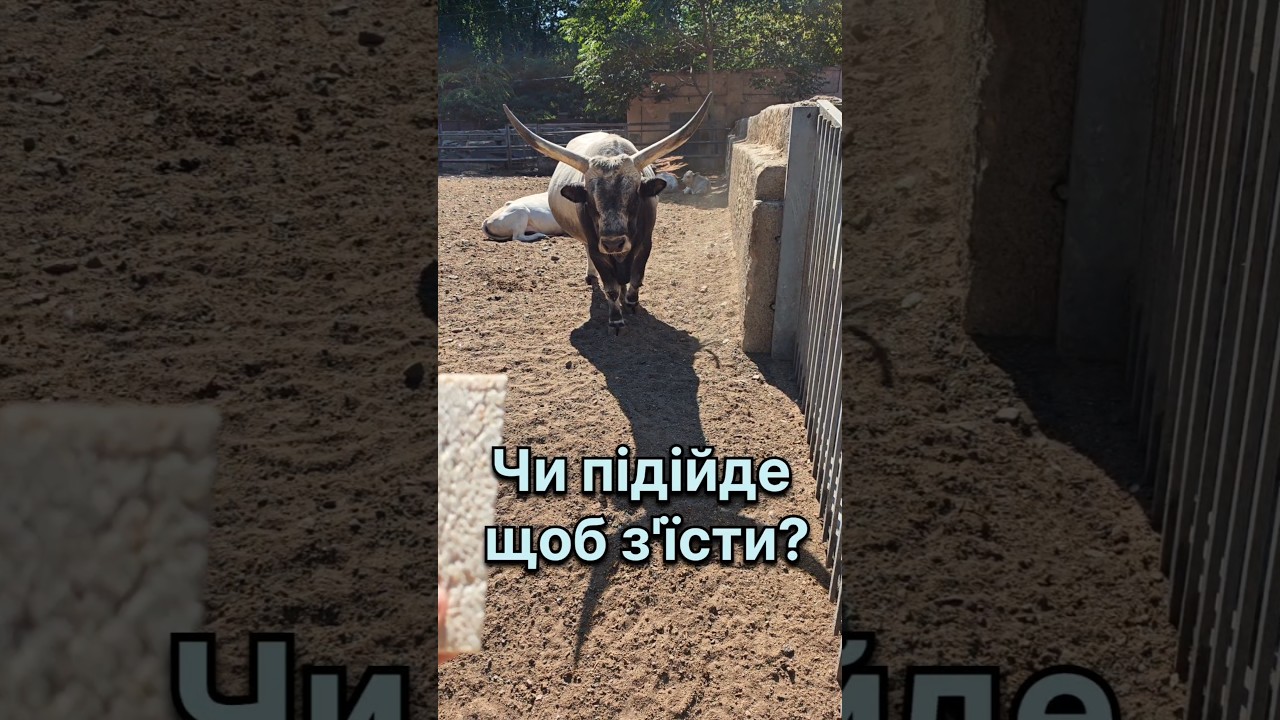 Цього бика не чекав, що підійде... 
