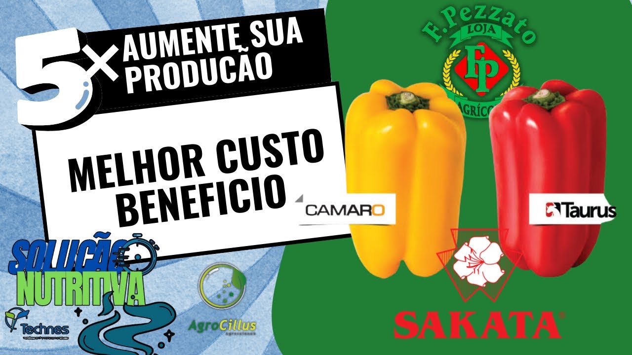 🫑📈 Adubação, Nutrição e Manejo para a Produção de Pimentão em Larga Escala ⚠️