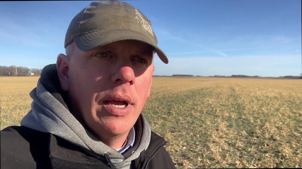 Fall Grazing Covers in December after Winter Rye Grain Harvest - YouTube