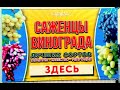 КАЧЕСТВЕННЫЕ САЖЕНЦЫ ПРИВИТОГО ВИНОГРАДА  - РЕЗУЛЬТАТ КРЕПКОГО СОЕДИНЕНИЯ  ПРИВОЯ С  ПОДВОЕМ !