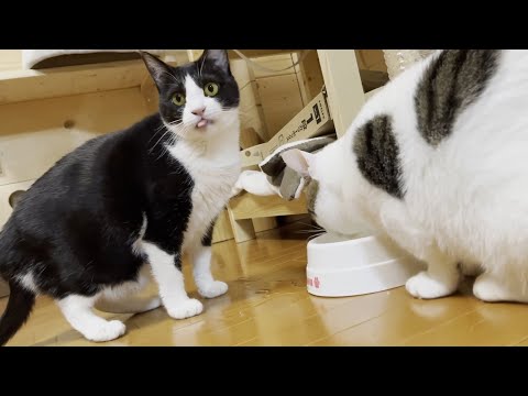 100%水を溢す困った飲み方が復活してしまった猫がかわいい